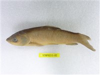 藏品(草魚)的圖片